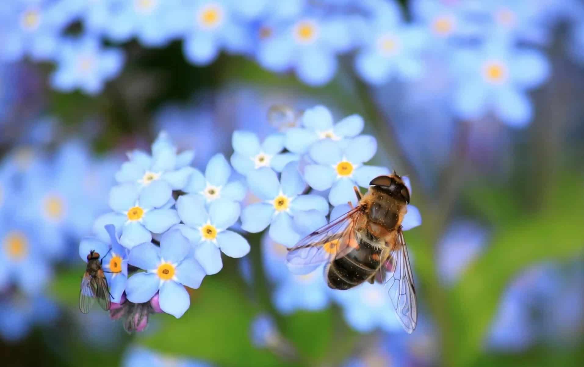 A bee sits on a blue and yellow flower