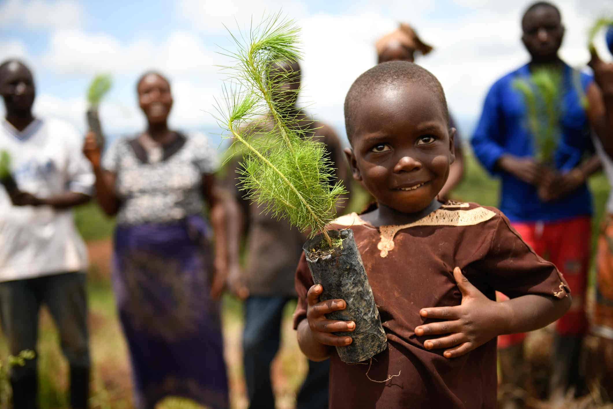 A young black boy holds a pine tree seedling